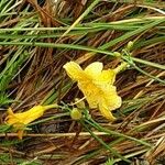 Hemerocallis lilioasphodelus Çiçek