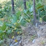 Helichrysum kirkii Habitus