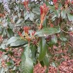 Photinia serratifolia पत्ता