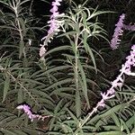 Salvia leucantha Blatt