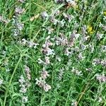 Nepeta nepetella 形態