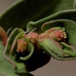 Euphorbia glyptosperma Virág