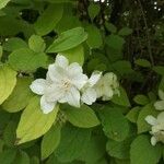 Philadelphus coronarius花