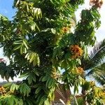 Saraca indica عادت داشتن