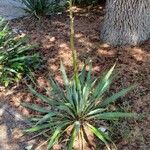 Yucca flaccida Leaf