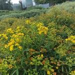 Hypericum kalmianum Hábitos