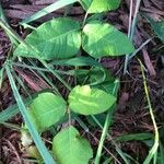 Toxicodendron radicans Ліст