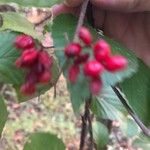 Viburnum dilatatum Frutto