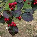 Crataegus persimilis ഇല