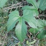 Diplocyclos palmatus Leaf