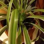 Chlorophytum comosum 葉