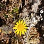 Jacobaea minuta Flower