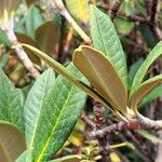 Rhododendron insigne Leaf