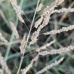 Calamagrostis pseudophragmites Kvet