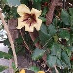 Solandra grandiflora Bloem