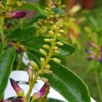 Millettia japonica Other