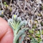 Alyssum serpyllifolium Blomst