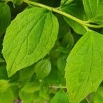 Philadelphus pubescens Blatt