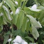 Melianthus major Листок