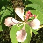 Bauhinia monandra Arall