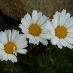 Leucanthemopsis alpina 花