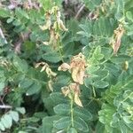 Astragalus frigidus 果実