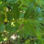 Weinmannia tinctoria Leaf