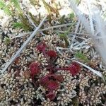 Drosera rotundifoliaLeaf