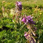 Hedysarum hedysaroides Flors