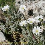 Cerastium gibraltaricum Hábito