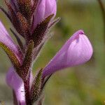 Orthocarpus bracteosus Flower