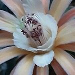 Cleistocactus spp. Flower