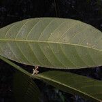 Tabernaemontana macrocalyx Fuelha