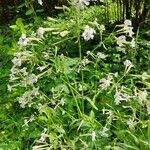 Silene nemoralis Flors