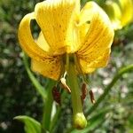 Lilium pyrenaicum Flor