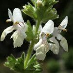 Stachys spinulosa Žiedas