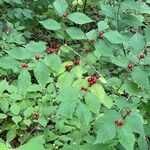Lonicera maackii Fruit