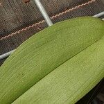 Phalaenopsis amabilis List