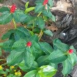 Costus spiralis Blatt