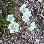 Parnassia palustrisKukka