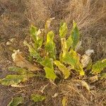 Armoracia rusticana Leaf