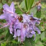 Rhododendron augustinii Flower