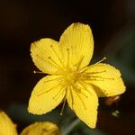 Hypericum linariifolium Flower