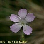 Dianthus furcatus 花
