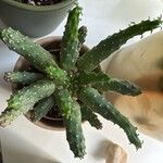 Euphorbia caput-medusae Fuelha