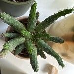 Euphorbia caput-medusae Ліст