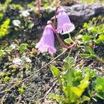 Soldanella pusilla Blüte