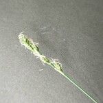 Carex divulsa Flower