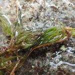 Ranunculus trichophyllus Агульны выгляд