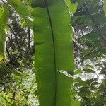Heliconia bihai Leaf